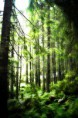 /album/priroda/les-tatry-jpg/